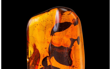 Amber with Inclusions Hymenaea protera Miocene Dominican Republic Weighing...