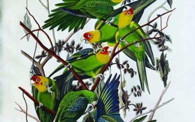 Audubon Aquatint, Carolina Parrot