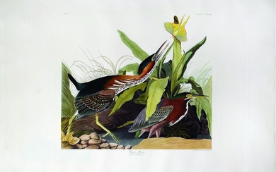 Audubon Aquatint, Green Heron