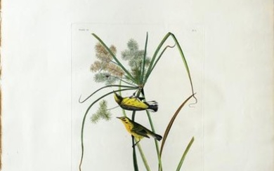 Audubon Aquatint, Prairie Warbler