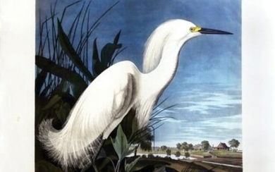 Audubon Aquatint, Snowy Egret