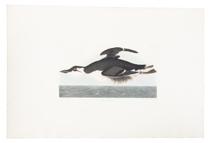 Audubon, original Havell plate, 1835