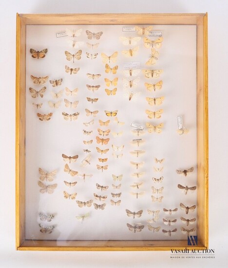 Boite entomologique contenant quatre vingt... - Lot 22 - Vasari Auction