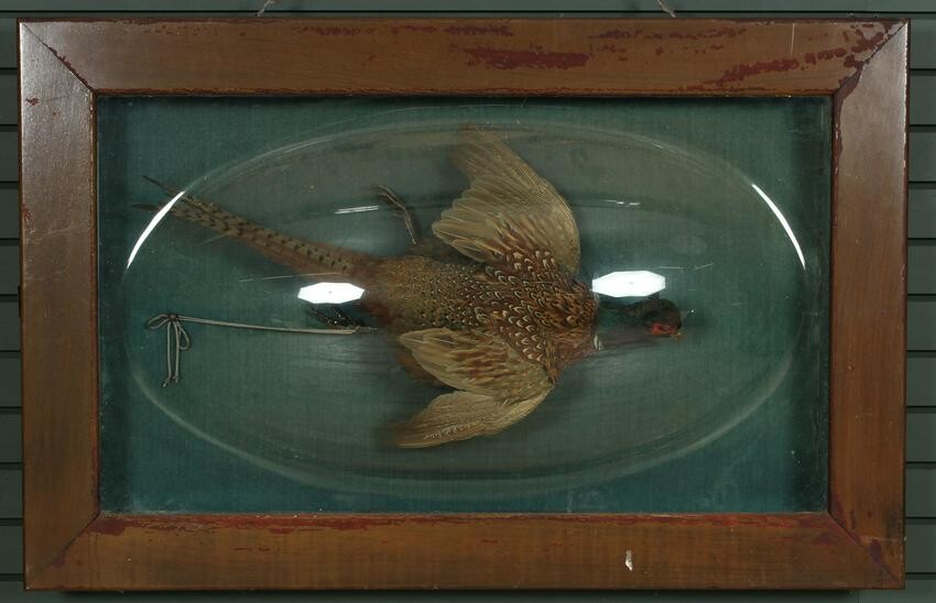 Charles H Eldon Taxidermy Pheasant Under Glass