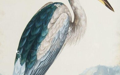 European School, mid-20th century- Exotic birds; watercolour with gum arabic, two, ea. 46 x 34 cm (2). Provenance: With Mallett, New Bond Street.; An important Private Collection, UK.