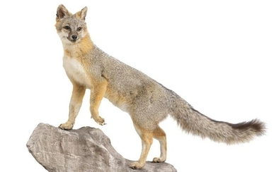 Full Body Fox Taxidermy Mount