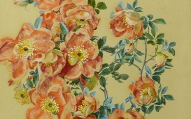 Gruber, Franz Xaver (Attrib.): ''Rosa bicolor''