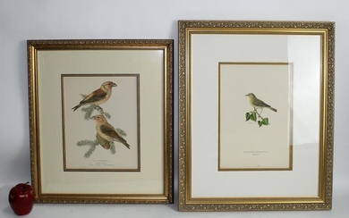 Lot of 2 hand colored ornithological etchings
