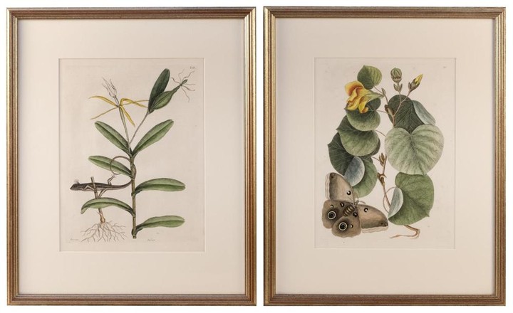 MARK CATESBY, South Carolina/England, 1683-1749, Two hand-colored engravings, 13.75" x 10" to the plate line. Framed 23" x 19".