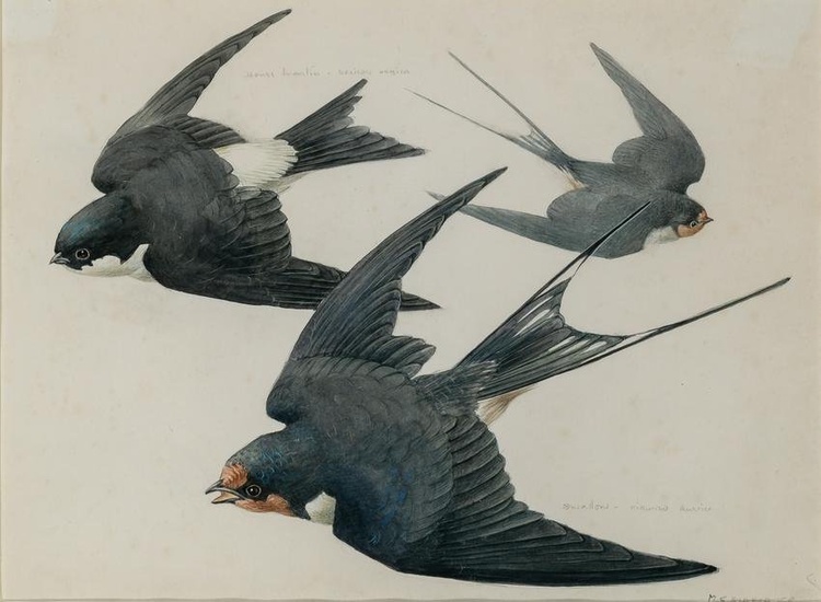 Mildred Eldridge, R.W.S. British, 1909-1991 Two Swallows and a House Martin