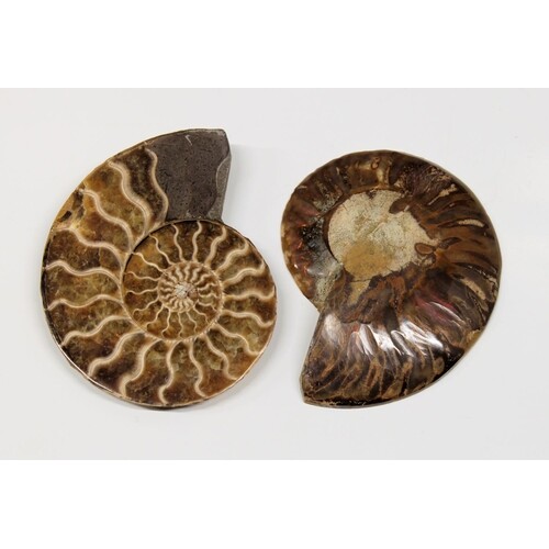 NATURAL HISTORY - A cut and polished ammonite fossil, date u...