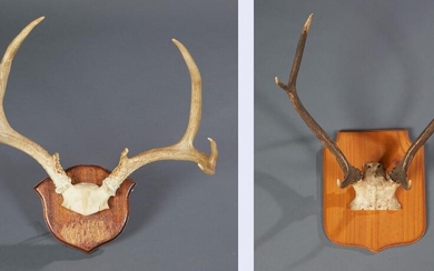 TWO PAIRS OF STAG ANTLERS