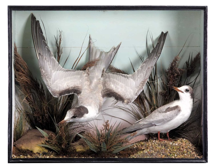 Taxidermy: A Late Victorian Cased Pair of Arctic Terns (Sterna...