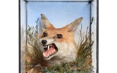 Taxidermy: A Victorian Cased Red Fox Head Mount (Vulpes vulpes),...