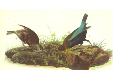 c1946 Audubon Print, #99 Cowbird