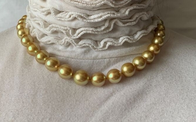 14 kt. Yellow gold - Necklace Golden South Sea Pearl - 10.0 to 12.7 mm