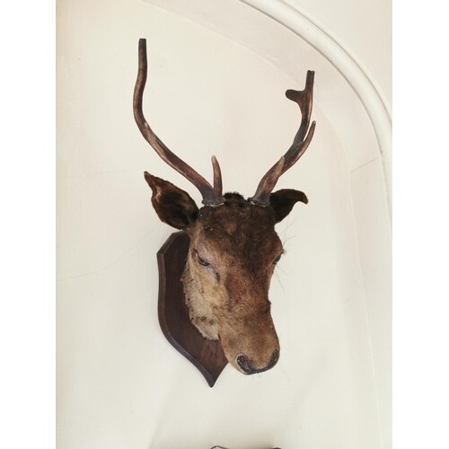 19th. C. taxidermy deer's head mounted on an oak shield. { 6...