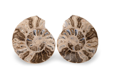Ammonite Pair from the Age of Dinosaurs
