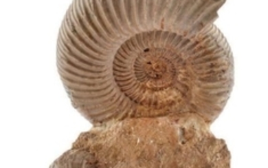 Ammonite Perisphinctes nacrée, présentée sur un...