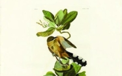 Audubon Aquatint Engraving, Mangrove Cuckoo, Plate 169