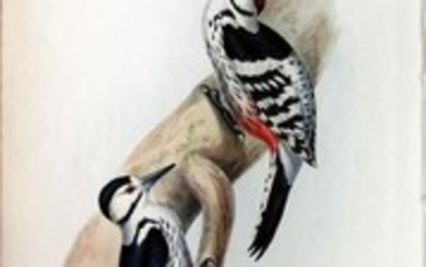 John Gould Lithograph White-rumped Woodpecker