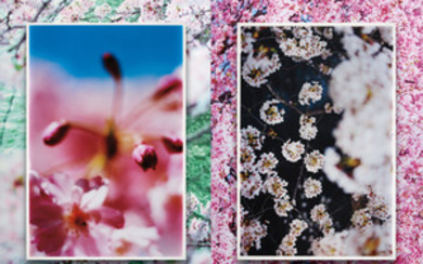 Mika Ninagawa, earthly flowers, heavenly colors