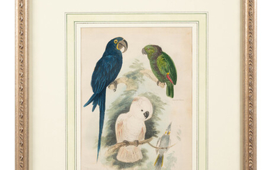 A Hand-Colored Engraving of Tropical Birds After Georges Cuvier (French, 1769-1832)