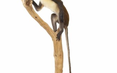 A TAXIDERMY STUDY OF A LESSER SPOT-NOSED MONKEY (CERCOPITHECUS PETAURISTA)