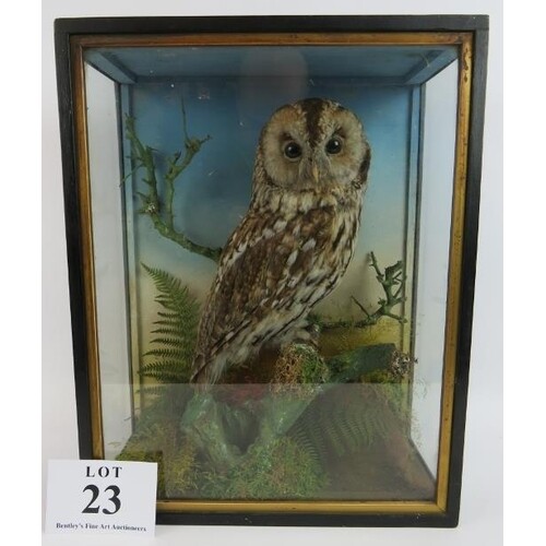 A good quality taxidermy tawny owl in glazed case. Height 45...