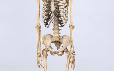 Articulated Human Medical Skeleton