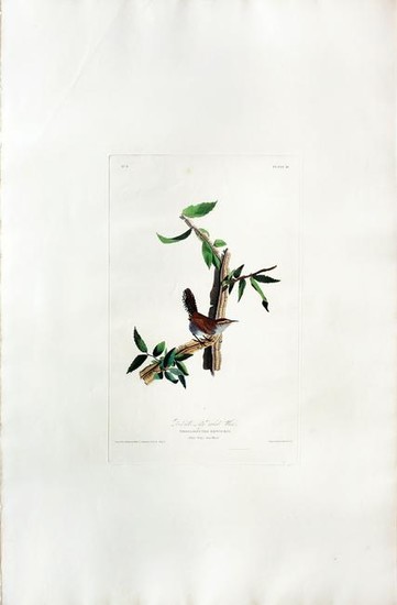 Audubon Aquatint, Bewick