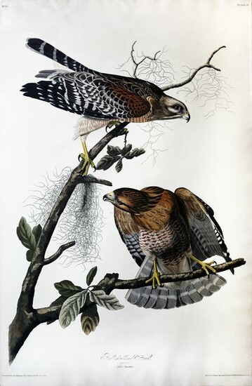 Audubon Aquatint, Red-shouldered Hawk