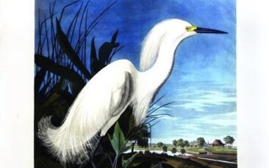 Audubon Aquatint, Snowy Heron or White Egret