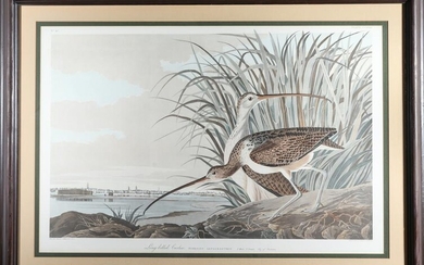 Audubon Havell, Long-Billed Curlew