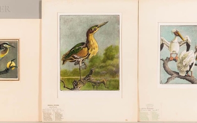 Benson Bond Moore (American, 1882-1974) Three Bird Prints: Least Bittern , White Pelicans