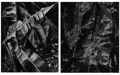 Brett Weston (American, 1911-1993) Banana Leaves, 1981 (two works)