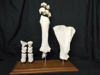 Buffalo Fore-leg - Osteological Display on custom stand - Syncerus caffer - 55×21×56 cm