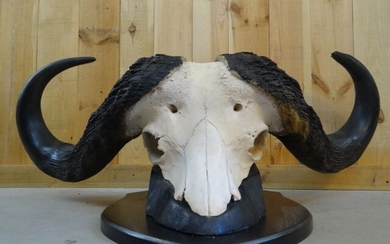 Cape Buffalo full upper skull 114 cm Wide!!! - Syncerus caffer - 114×43×64 cm