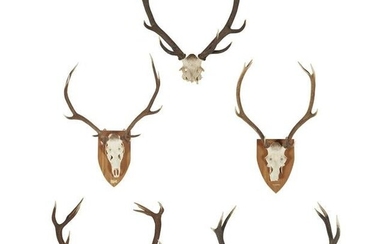 FIVE SETS OF RED DEER ANTLERS 20TH CENTURY comprising a