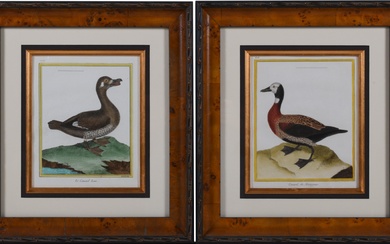 FRANCOIS NICOLAS MARTINET, FRENCH 1725/31-1804, LE CANARD BRUN and CANARD, DU MARAGNAN from "HISTOIRE NATURELLE DES OISEAUX", Engraving, Sight: 9 1/2 x 8 in. (24.1 x 20.3 cm.), Frame: 17 1/2 x 16 in. (44.5 x 40.6 cm.)