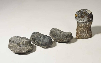 Four Fossils