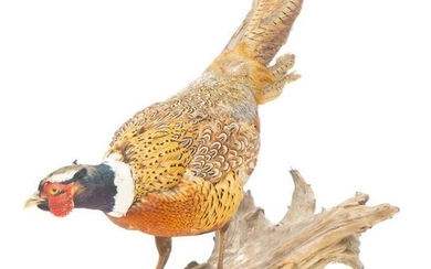 Full Body Pheasant Taxidermy Mount