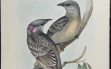 Gould, Australia - Great Bower Bird