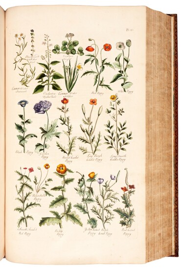 John Hill | The British Herbal, 1756