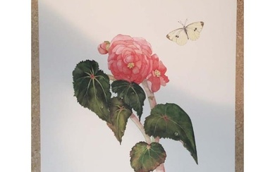 Limited Edition Print, Begonia and a Cabbage White Butterfly