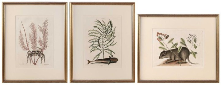 MARK CATESBY, South Carolina/England, 1683-1749, Three hand-colored engravings, Each 13.75" x 10" to the plate line. Framed 23" x 19".
