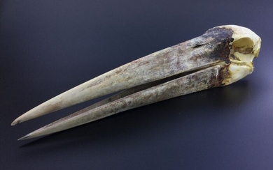 Marabou Stork Skull - ex-private collection - Leptoptilos crumenifer - 34×8×7 cm