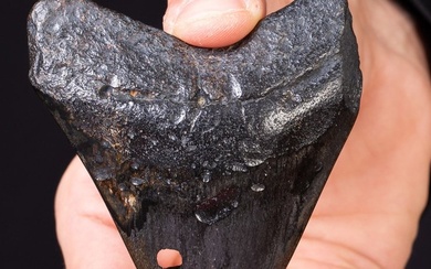 Megalodon Tooth - Fossil tooth - Carcharocles Megalodon - 88.5 mm - 74.5 mm