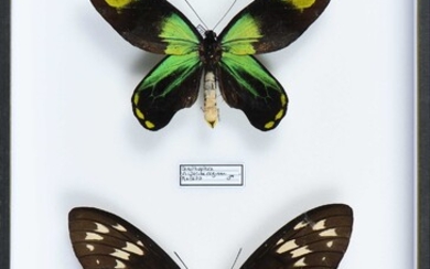 Ornithoptera victoriae reginae Malïta Iles Salomon couple Cites annexe II B