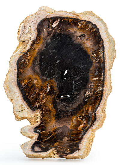 Petrified Elm Slab Ulmus Paleocene Denver Formation Castle Pine,...